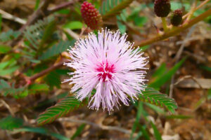 mimosa pudica